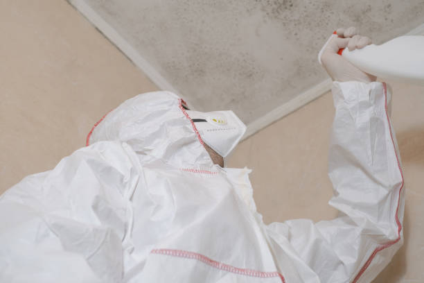 Best Residential Mold Remediation in Taylorsville, KY